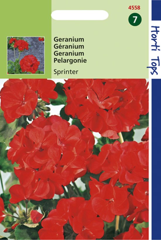 Geranium Sprinter F1 (Pelargonium zonale) 10 zaden